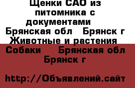 Щенки САО из питомника с документами . - Брянская обл., Брянск г. Животные и растения » Собаки   . Брянская обл.,Брянск г.